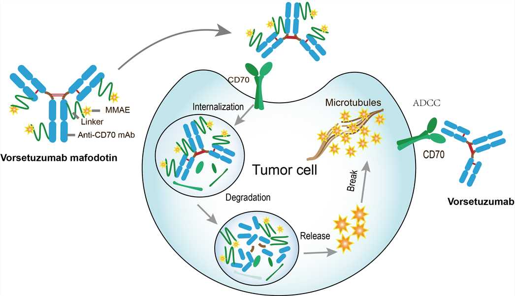 Mechanism of Action of Vorsetuzumab